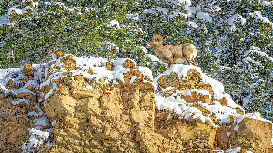 King of the mountain Photograph by Chris Allmendinger