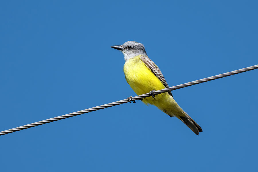 Kingbird on Wire Against Blue Sky  South Texas Bird by Debra Martz