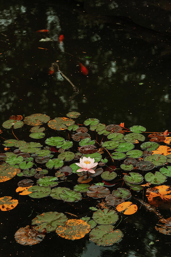 Koi pond Photograph by Nova Rae