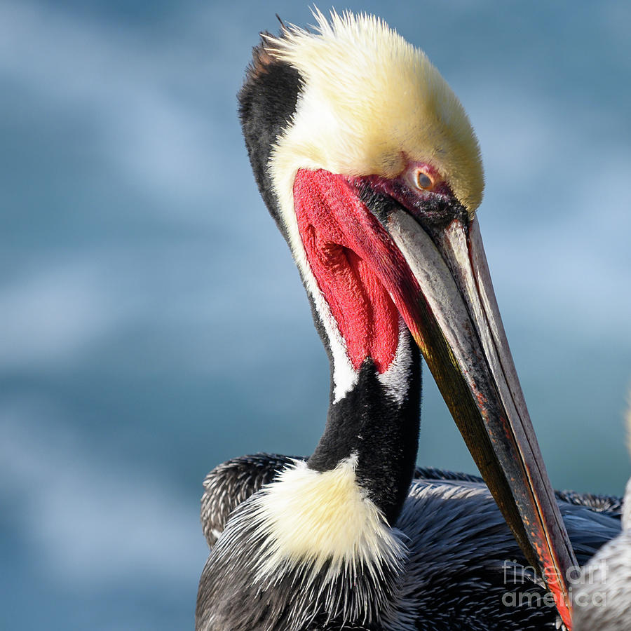 La Jolla Brown Pelican Photograph by Abigail Diane Photography