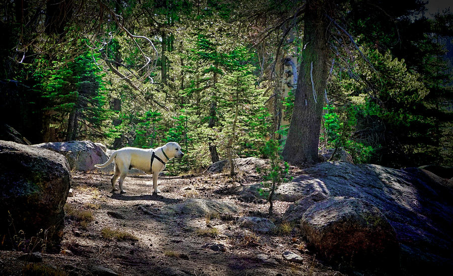 Lab in a forest Photograph by Waterdancer