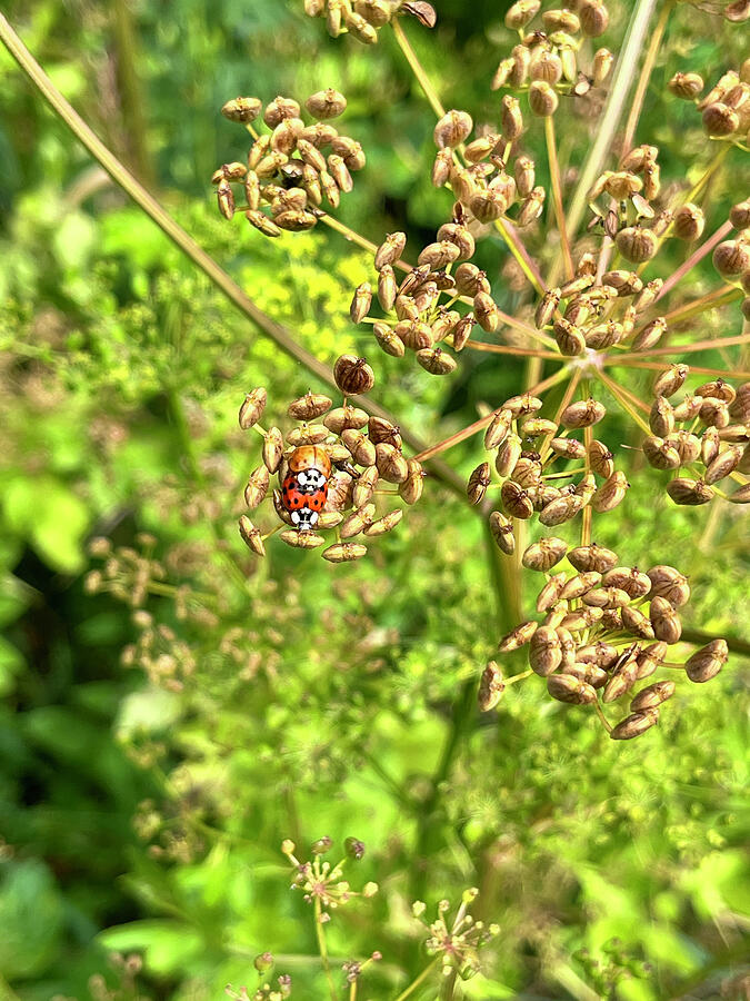 Ladybug Amongst Seed Pods Photograph - Ladybug Special Time by Onedayoneimage Photography