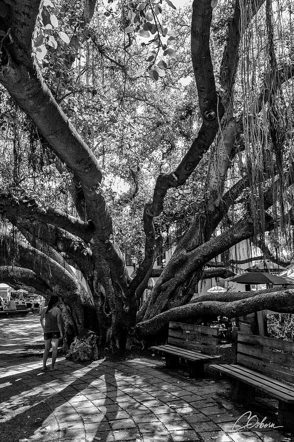 Lahaina Banyan Tree - bw Photograph by Charlie Osborn