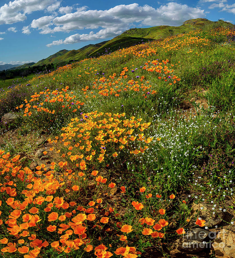 Lake Elsinore California Superbloom Photograph by William Gunn