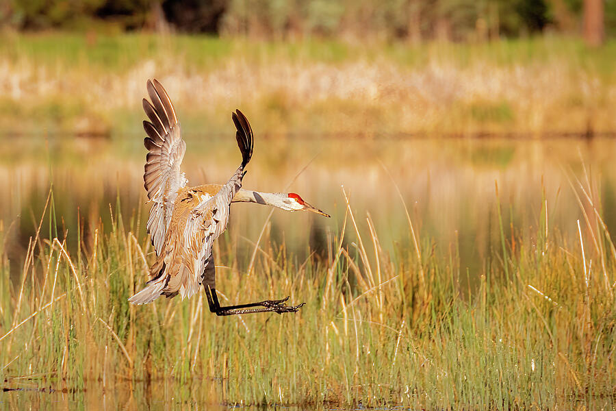 Landing Gear Down Photograph by Mike Lee