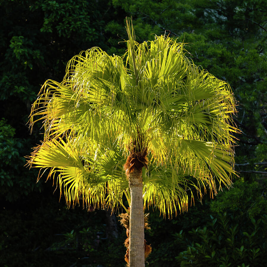 Last Light Photograph by David Fountain