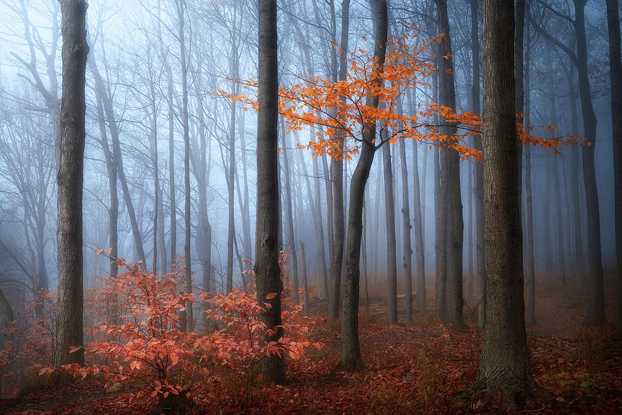 Late Autumn by Henry w Liu