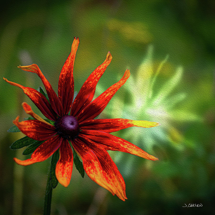 Late Summer Fade Photograph by Jim Carlen