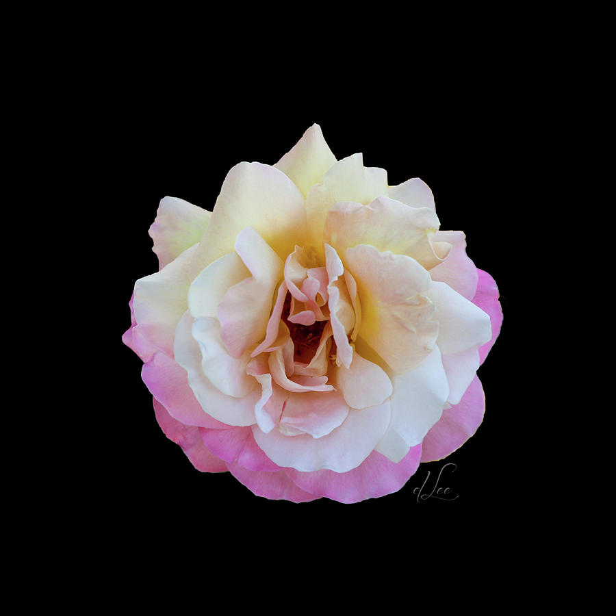 Laughing Rose Photograph by D Lee