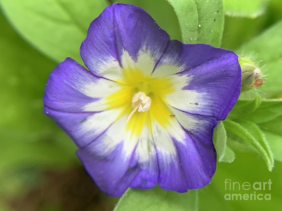 Lavender Twist Photograph by Catherine Wilson