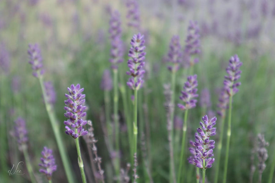 Lavender Wisdom Photograph by D Lee