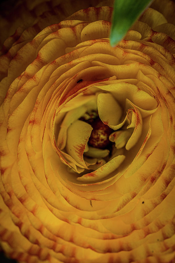 Layers of love Photograph by Nova Rae