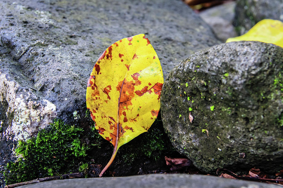 Leaf on Lava Rock Photograph by Craig A Walker