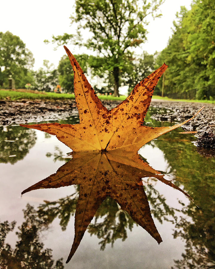 Leaf Reflections Photograph by Greg Lane