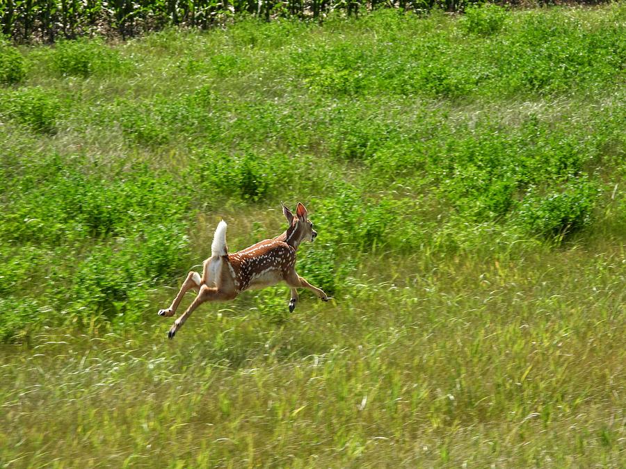 Leaps and Bounds Photograph by Amanda R Wright