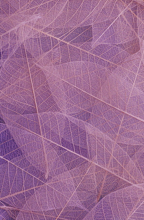 Leaves Abstract Nature Purple Photograph by Printed View