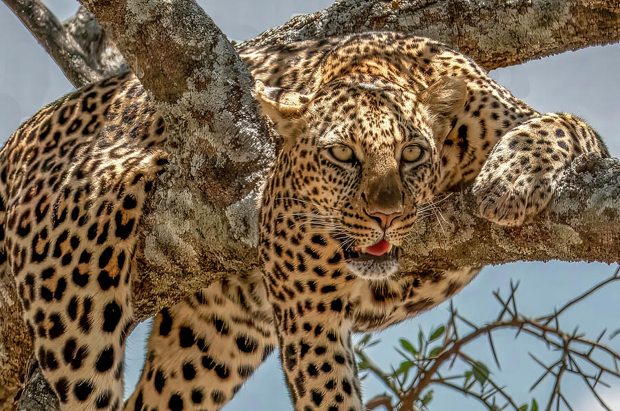 Leopard Resting on a Tree Branch Photograph - Leopard Resting on a Tree Branch by Marcy Wielfaert