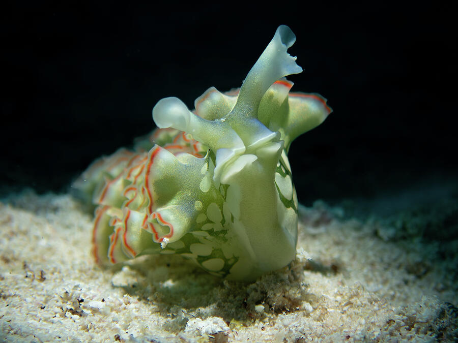 Lettuce Leaf Sea Slug soaking up some rays Photograph by Brian Weber