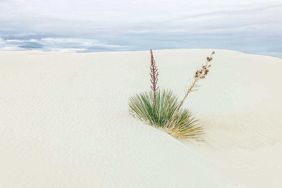 Desert Dunes with Sparse Vegetation Photograph - Life Among the Dunes by Kevin Schwalbe