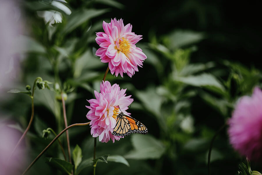 Life of a butterfly Photograph by Nova Rae