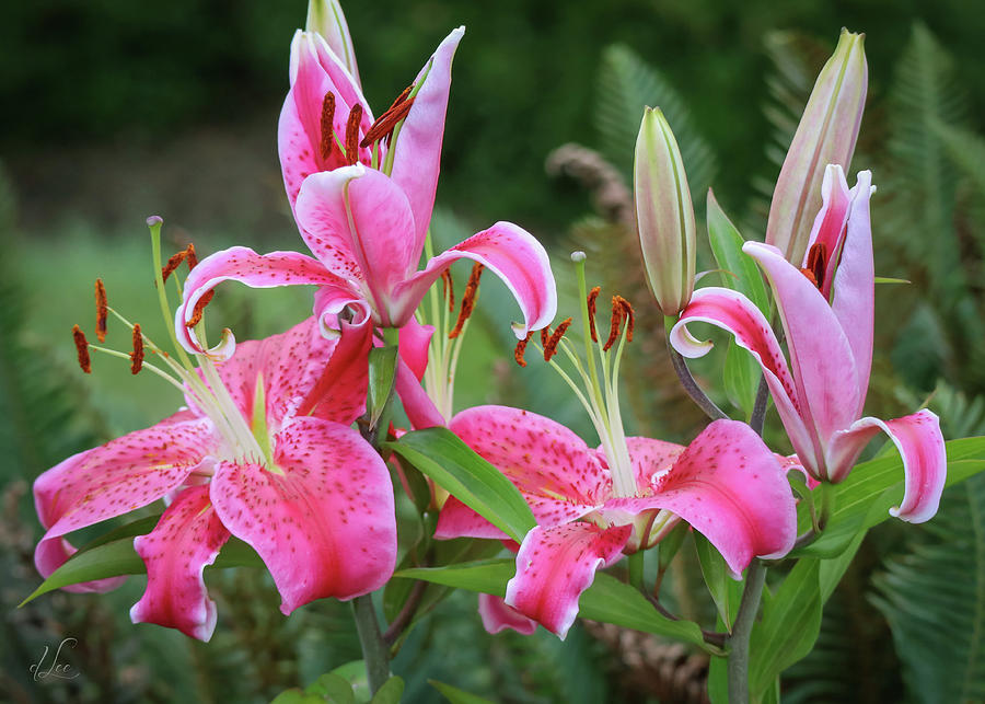 Lily Family Party Photograph by D Lee