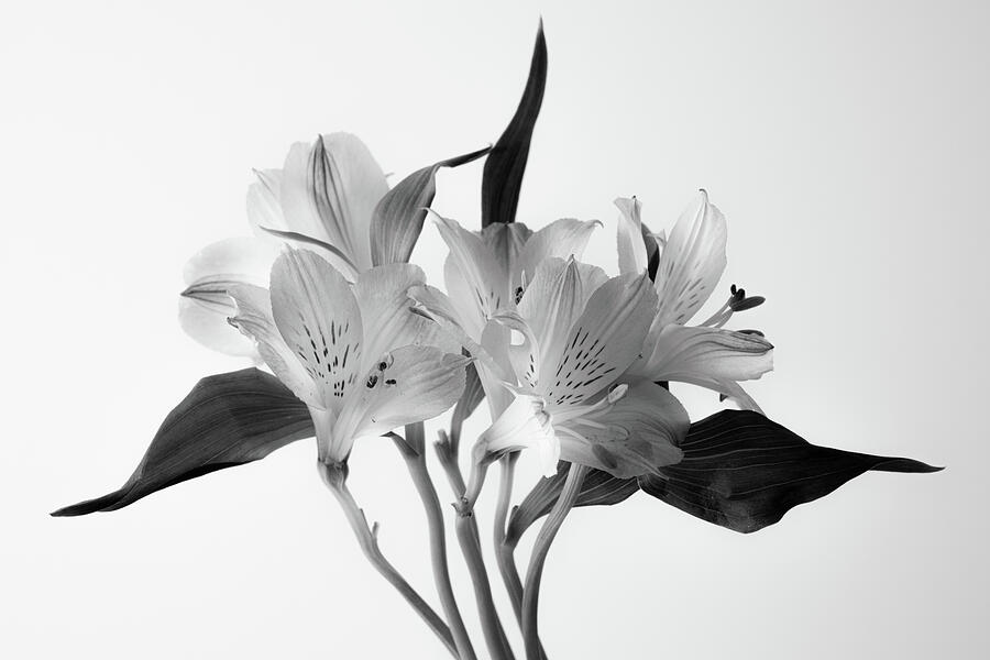 Lily in Luminance Photograph by Dodie Ross