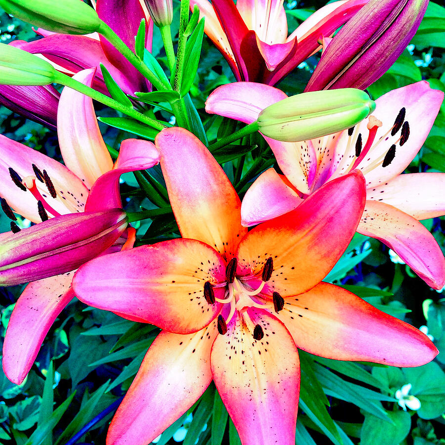 Vibrant Lilies in Bloom Photograph - Lilyfied by Onedayoneimage Photography