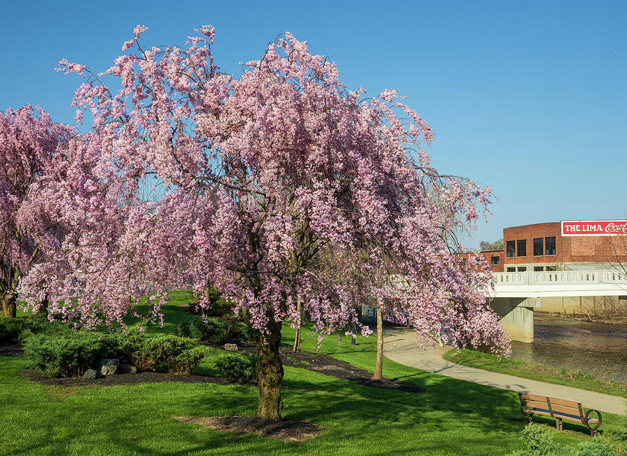 Lima Ohio Spring Cherry Blossoms Photograph by Dan Sproul