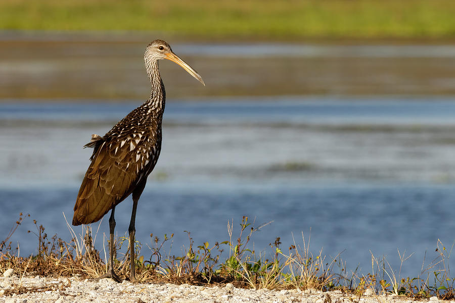 Limpkin looks ahead Photograph by RD Allen