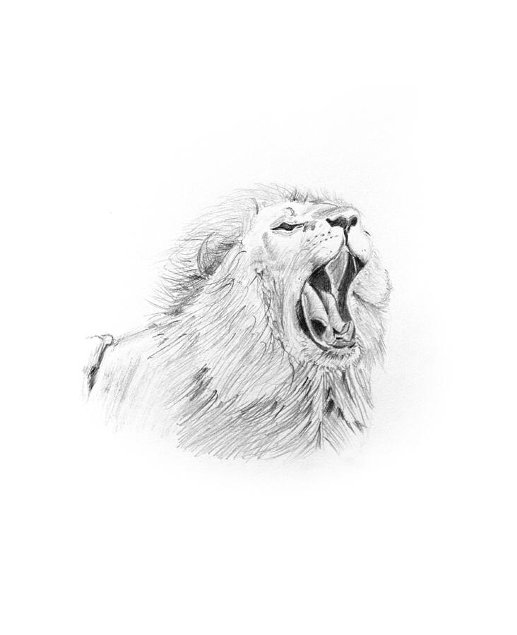 Lion Drawing Drawing by Michel Cruz-Garcia