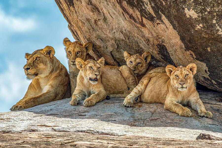 Lion Family Resting on Rocks Photograph - Lion Family Resting on Rocks by Marcy Wielfaert
