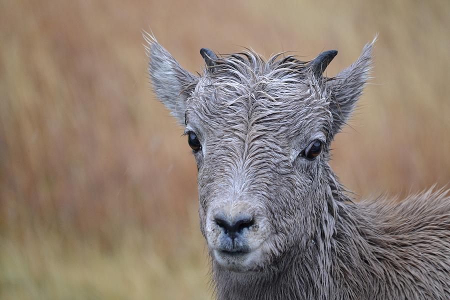 Little Bighorn Photograph by Alden White Ballard