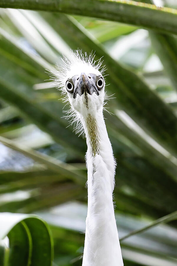 Curious Egret Amidst Greenery Photograph - Little Blue Heron 88A by Sally Fuller