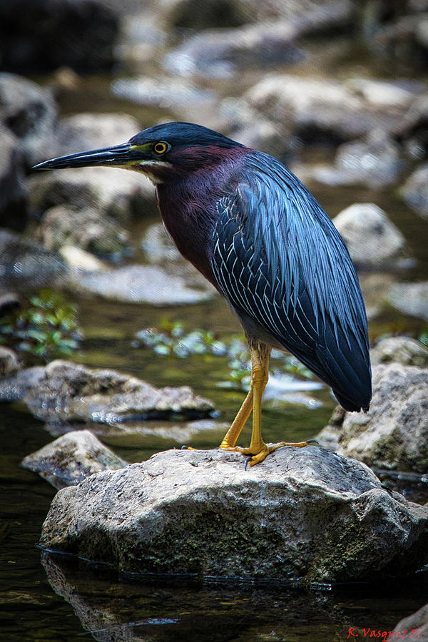 Little Green Heron Photograph by Rene Vasquez