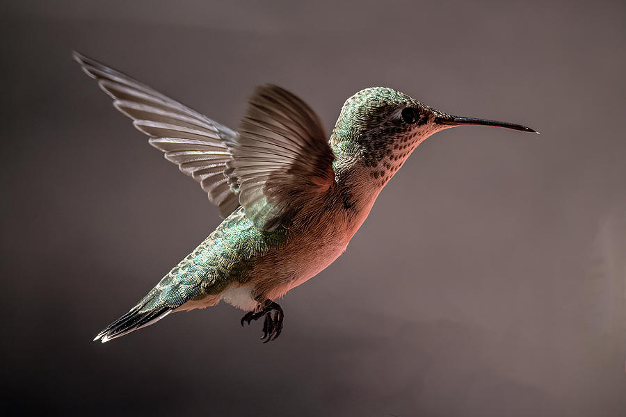 Little Hummer Photograph by Jon Snyder