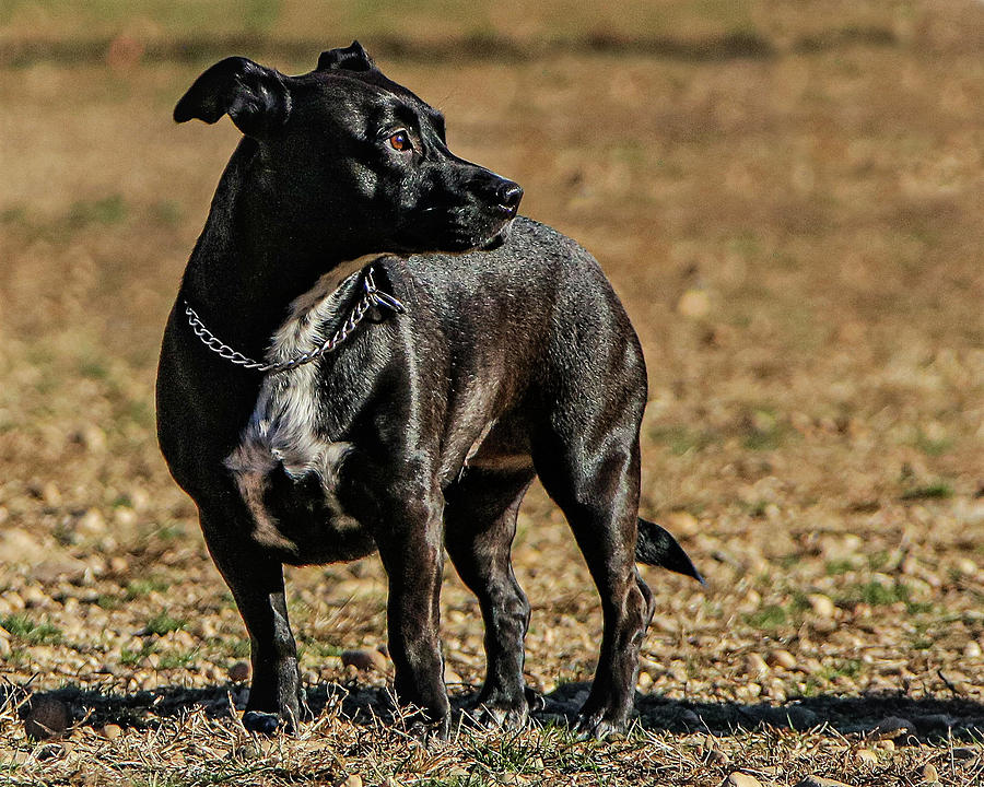 Little one2 Photograph by John Linnemeyer