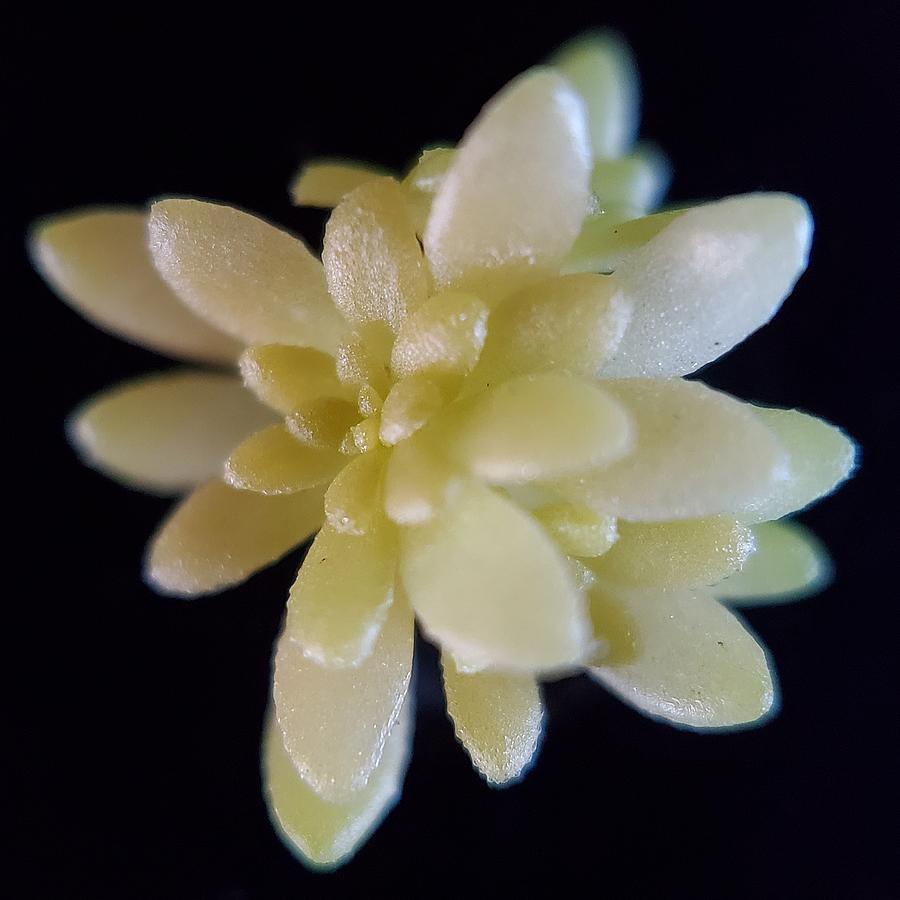 Little Succulent Photograph by Joy Garso