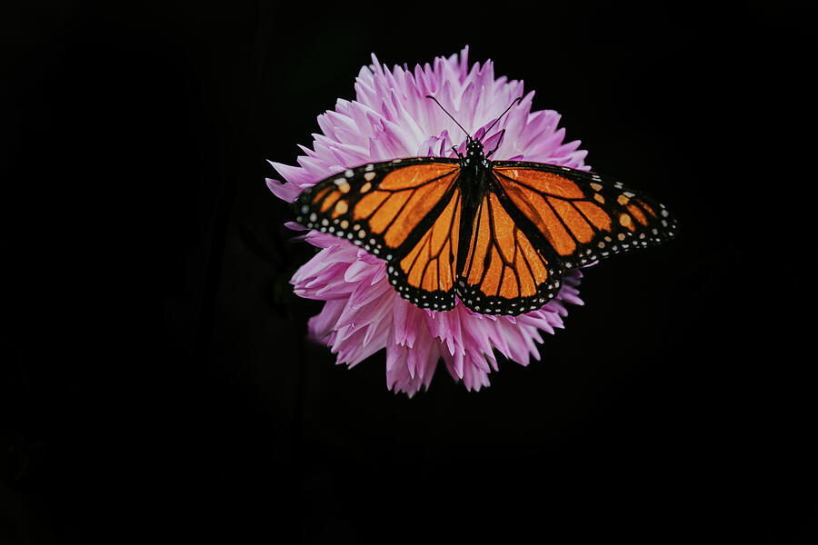 Living Monarch Photograph by Nova Rae