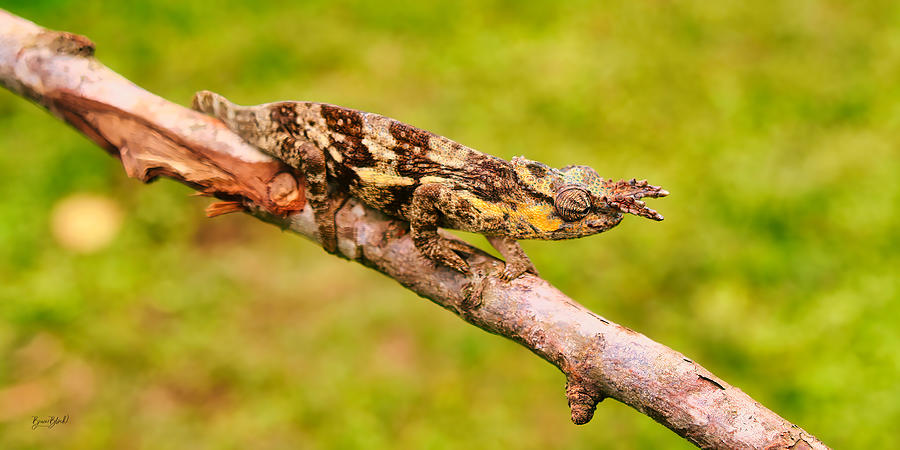 Lizard Photograph by Bruce Block