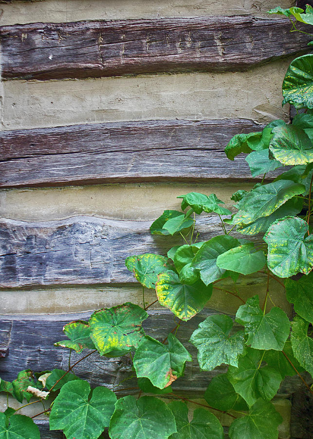 Log Cabin with Grape Vines on Wall Photograph by Charles Floyd