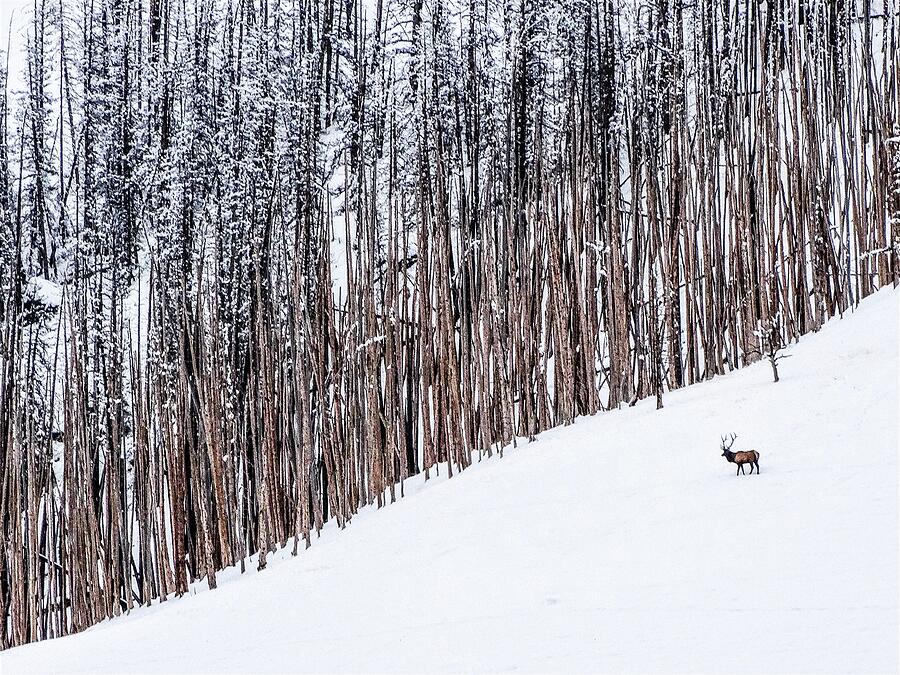 Solitary Elk in Snowy Forest Photograph - Lone Bull by Alden Ballard