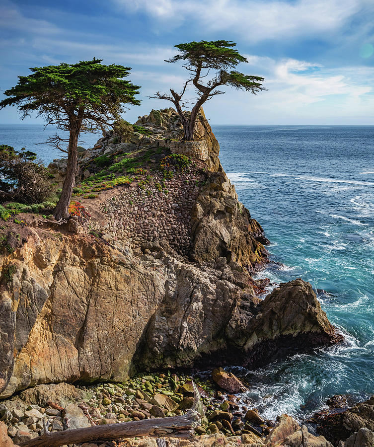 Lone Cypress Cove, Monterey, California - Vertical Photograph by Abbie Warnock