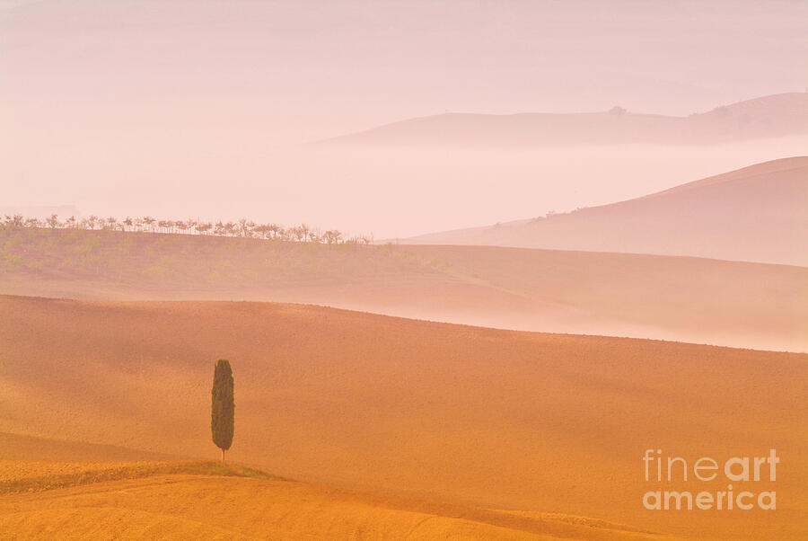 Tuscany - Lone cypress tree on Misty morning, Val dorcia, Tuscany, Italy Photograph by Neale And Judith Clark