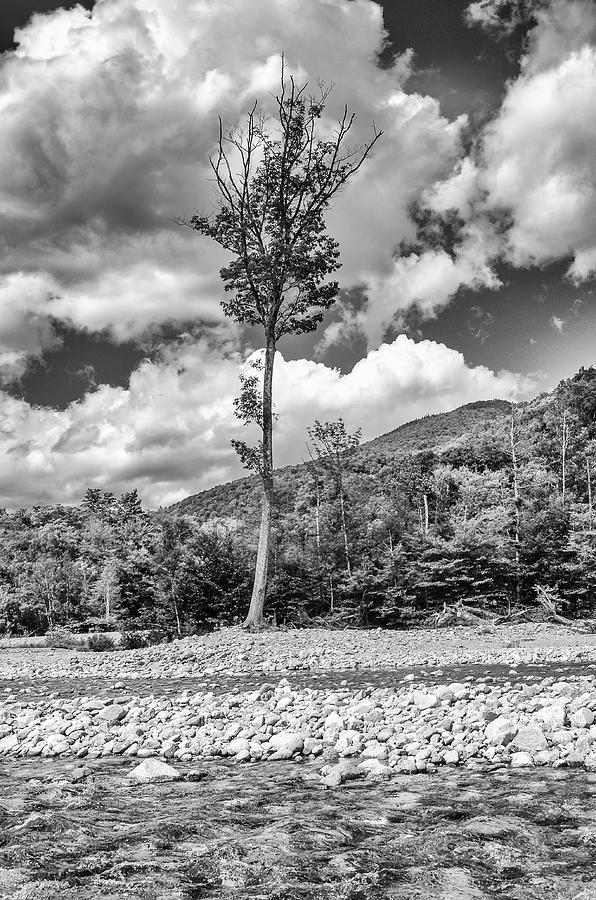 Lone Tree Photograph by Steven Nelson