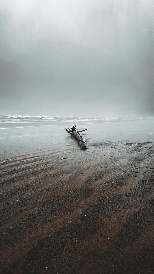 Lonely Driftwood on Misty Beach Photograph - Lonely Driftwood on Misty Beach by Alberto Audisio