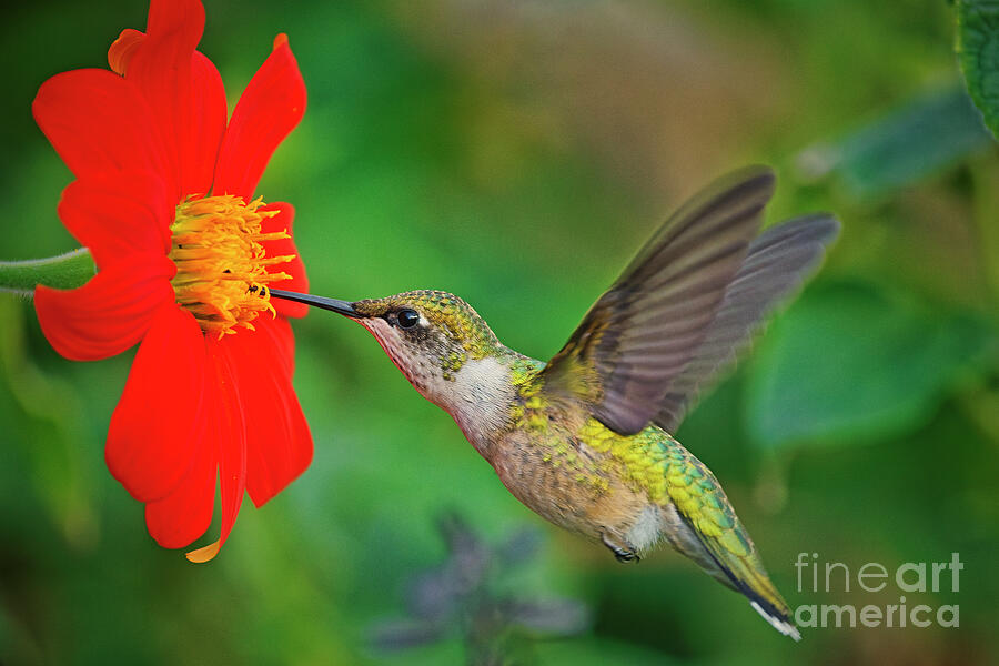 Hummingbird Feeding from Red Flower Photograph - Longfellow Gardens Hummingbird 4 2025 by Natural Focal Point Photography