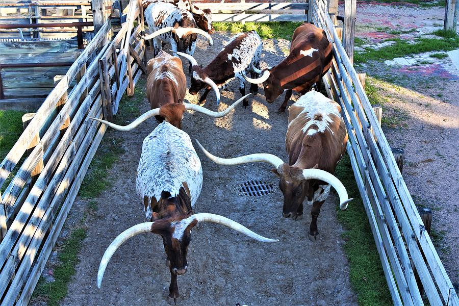 Longhorns Photograph by Alden White Ballard