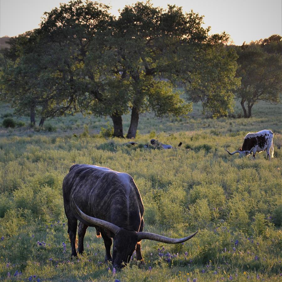 Longhorns and Bluebonnets Photograph by Alden White Ballard