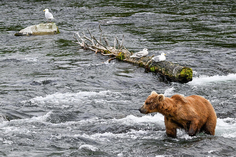 Looking for the Action Photograph by Harry Banks