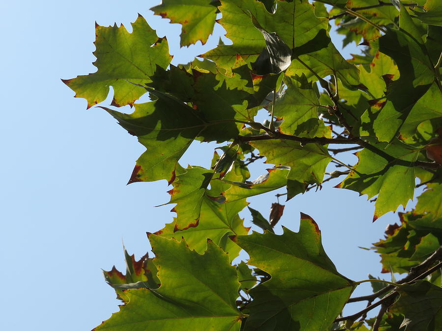 Looking Up Photograph by Raymond Fernandez